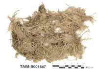 藏品(泥炭苔屬)的圖片